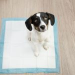 Razões para escolher tapetes higiênicos para seu pet